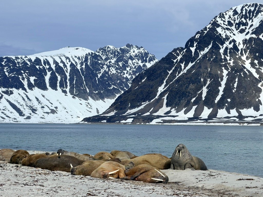 Walrus