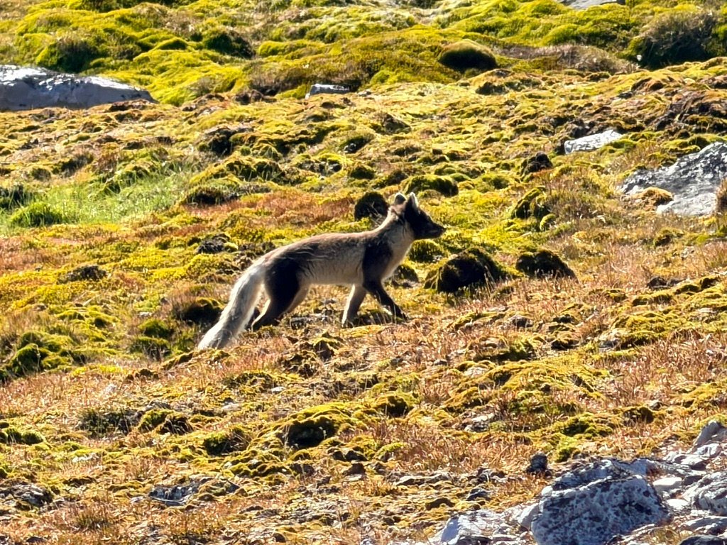 Arctic fox